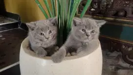 Open Booking ADOPSI 3 Ekor Babies Kucing BSH