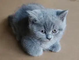 Open Booking ADOPSI 3 Ekor Babies Kucing BSH