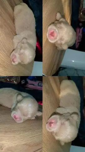 Anakan Labrador x Tekel