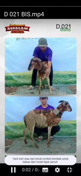 Domba kurban sehat sesuai syariat