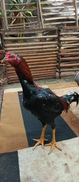 ayam bangkok muda X pakhoy usia 5 bulan an