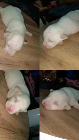 Jual Anak Labrador x Tekel