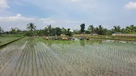 TANAH SAWAH PRODUKTIF DI LINGSAR