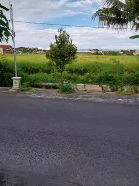 JUAL TANAH SAWAH DI SEKITARAN BANGUNHARJO BANTUL