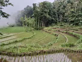 Dijual Tanah Sawah View Perbukitan Menoreh
