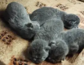 Open Booking ADOPSI 3 Ekor Babies Kucing BSH