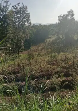 tanah karangploso 2.8ha. lebar depan 30m. 300rb/meter