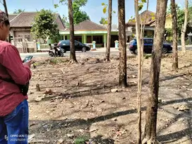 TANAH PEKARANGAN DIJUAL BONUS KAYU JATI SIAP PANEN DI GROGOL POLOKARTO