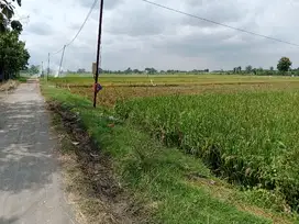 Sawah  sukoharjo 7.000m² muka 25m jln 6m ,21 mnt   Solo, polokarto