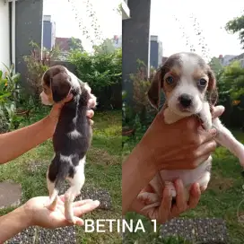 Anak anjing beagle tricolour stambum vaksin