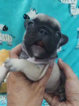 French Bulldog | Fawn - Female