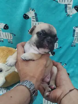 French Bulldog | Fawn - Male