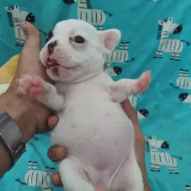 French Bulldog | Pied - Female