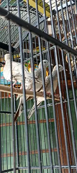 Jual perkutut silver