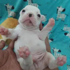 French Bulldog | White - Male