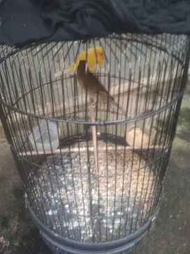Dua Burung Kanari beti lover x af