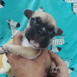 French Bulldog | Fawn - Male