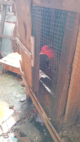 Jual ayam bangkok