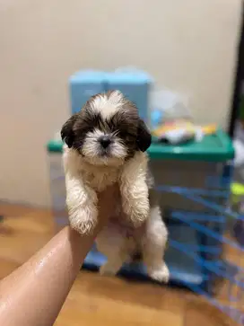 Jual Anjing Shitzu Murni