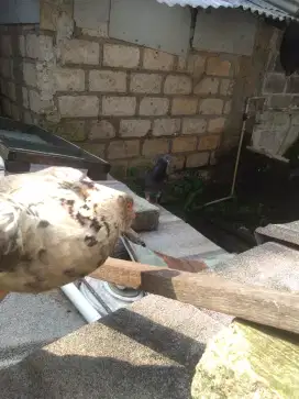 burung dara rumahan sepasang