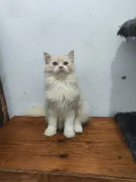 Kucing persia flatnose bulu panjang