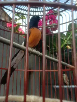 Murai batu medan