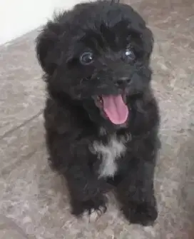 Jual anakan anjing