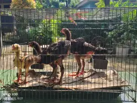 Anakan Ayam bangkok jantan dan betina