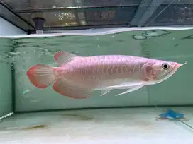 Super Red 25-29cm cakep genetik strong strong