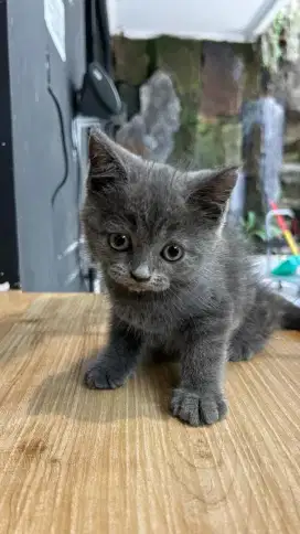 BSH BRITISH SHORTHAIR BLUE SOLID TORTI LINE IMPOR BETINA