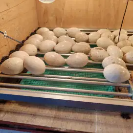 TELUR AYAM KALKUN FERTIL SIAP TETAS