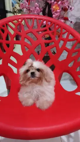 Shih Tzu betina nonstb non vaksin