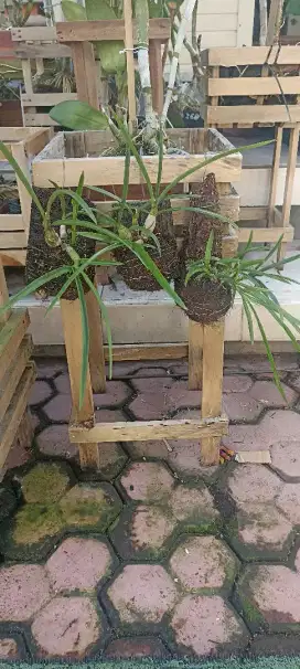 Anggrek bulatan dan kritingan ready