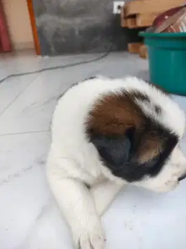 Dijual anak anjing pom mix