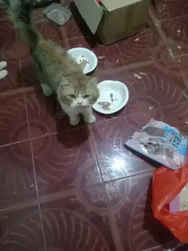 Jual kucing campuran peaknose dan persia