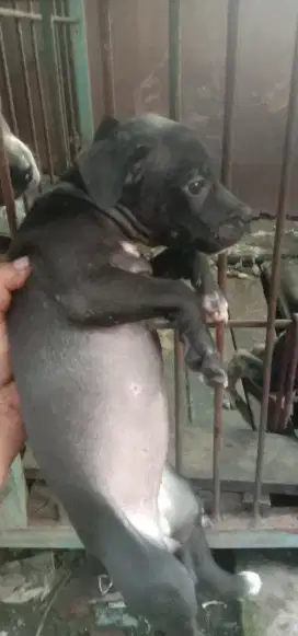 Anjing pitkam betina