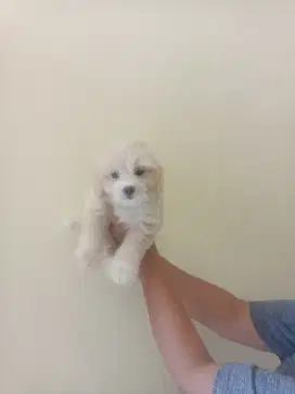 Mix podle x minipom