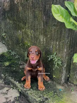 Doberman puppy Male, Alpha