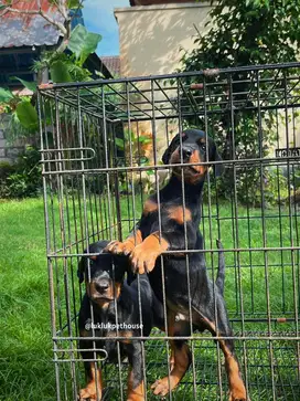 Doberman puppies good quality