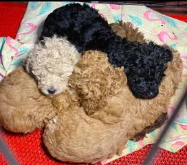 Jual anak anjing