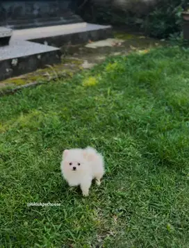 Pomeranian ( mini pom )