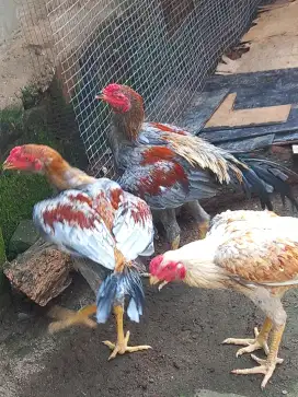 Ayam bangkok muda
