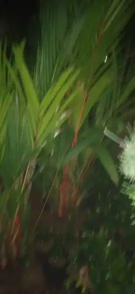 Palm merah ukuran 1 mtr