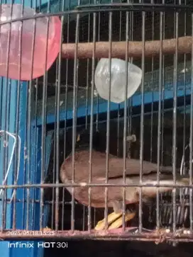 Burung jalak Nias Pur total berisik