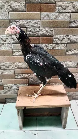 Ayam derean bangkok×mangon