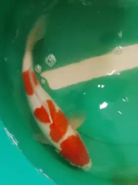 Ikan koi Kohaku HQ 37cm
