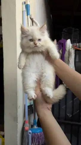 Kucing Persia Super