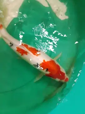 Ikan koi Sanke 38cm bagus hq