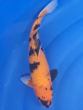 Koi Hi Utsuri 38cm