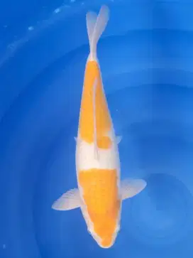 Koi Karashi Koyo 38cm